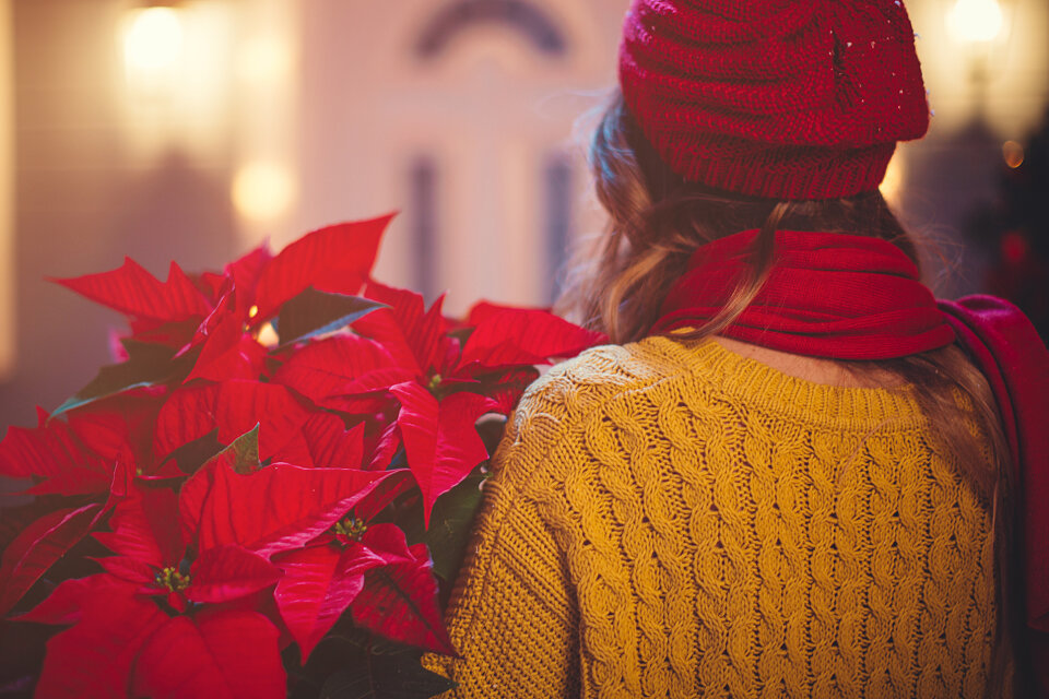 poinsettia delivery